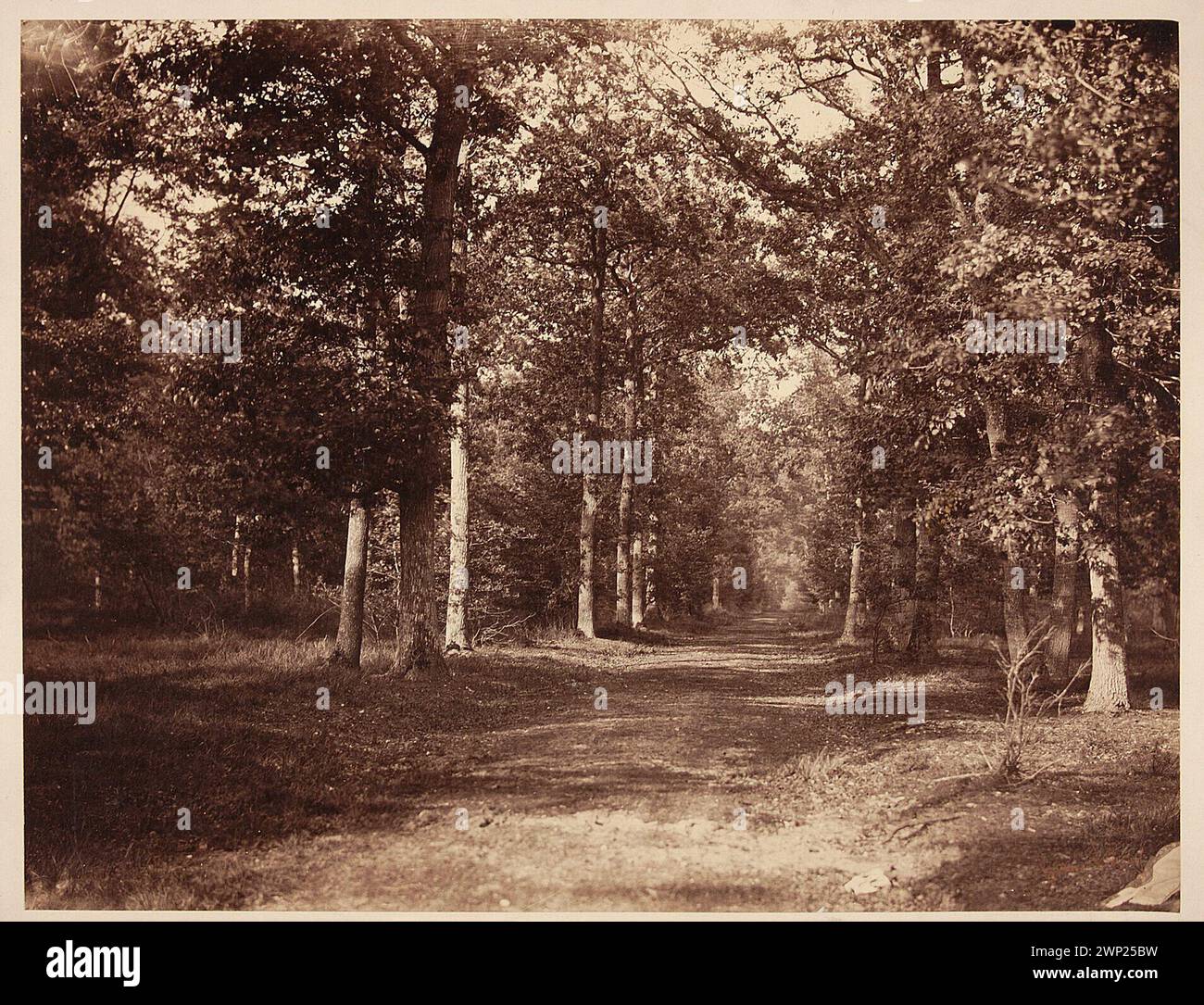 Allée foresti  `ere ` a fontainebleau [alley le Na in fontainebleau]; Le Gray, Gustave (1820-1884); around 1855-1857 (1856-00-00-1859-00-00);Fontainebleau (France), Lachnicki, Cyprian (1824-1906), Lachnicki, Cyprian (1824-1906) - collection, gift (provenance), trees, forests, landscapes, testamentary record (provenance), photosensitive (Warsaw - exhibition - 2009) Stock Photo